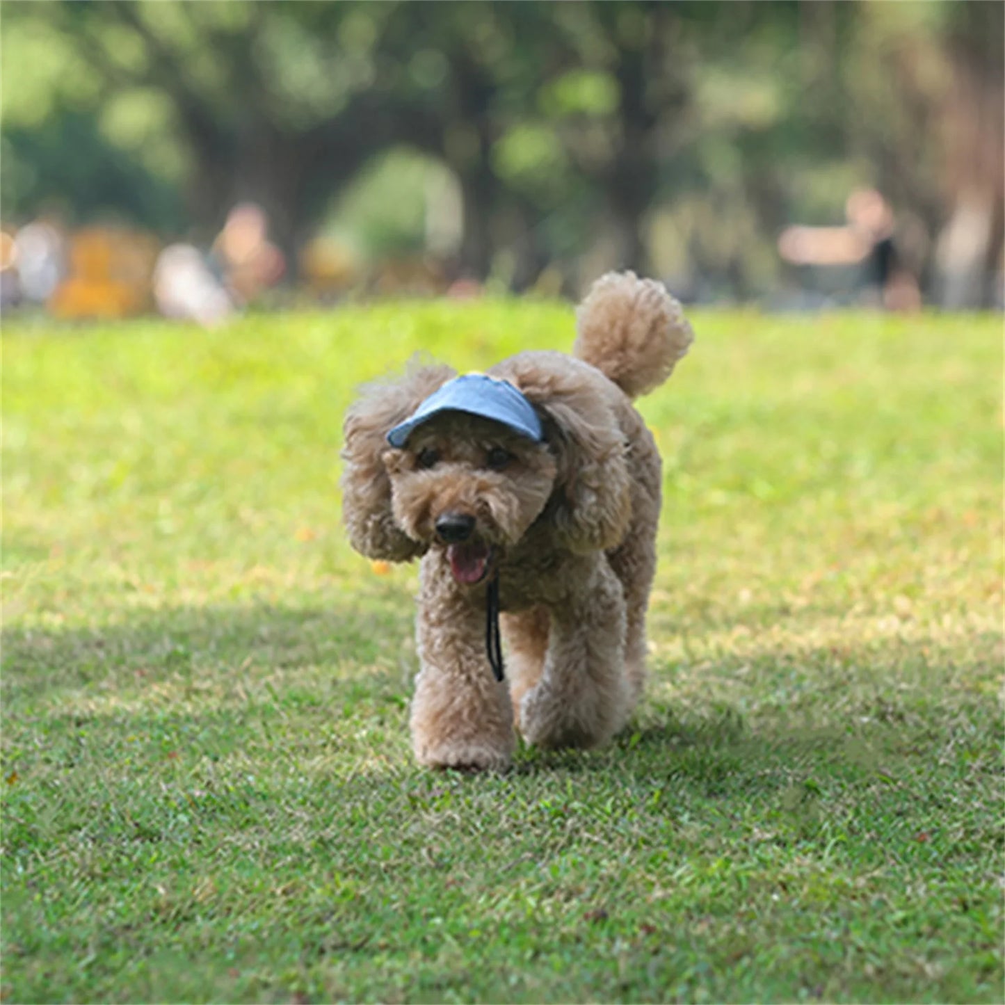 Sporty Dog Sun Cap