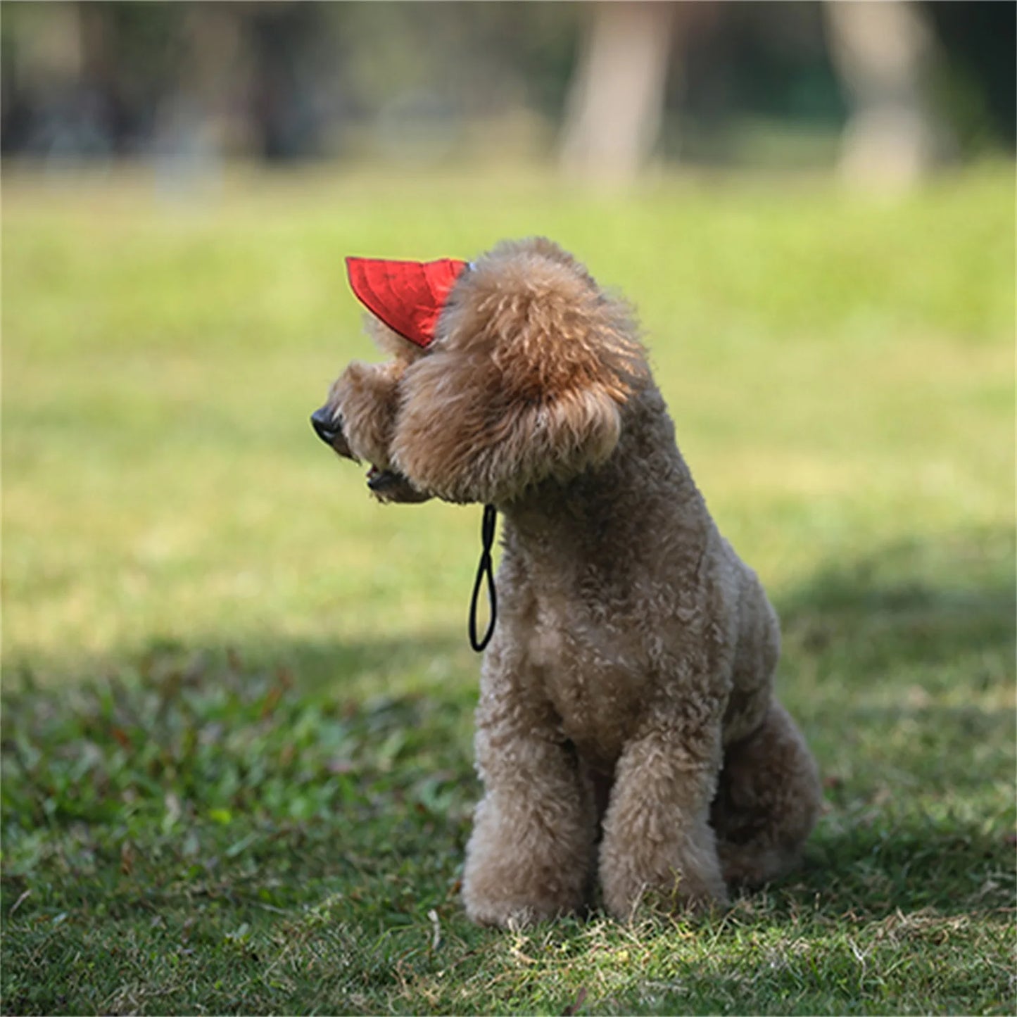 Sporty Dog Sun Cap