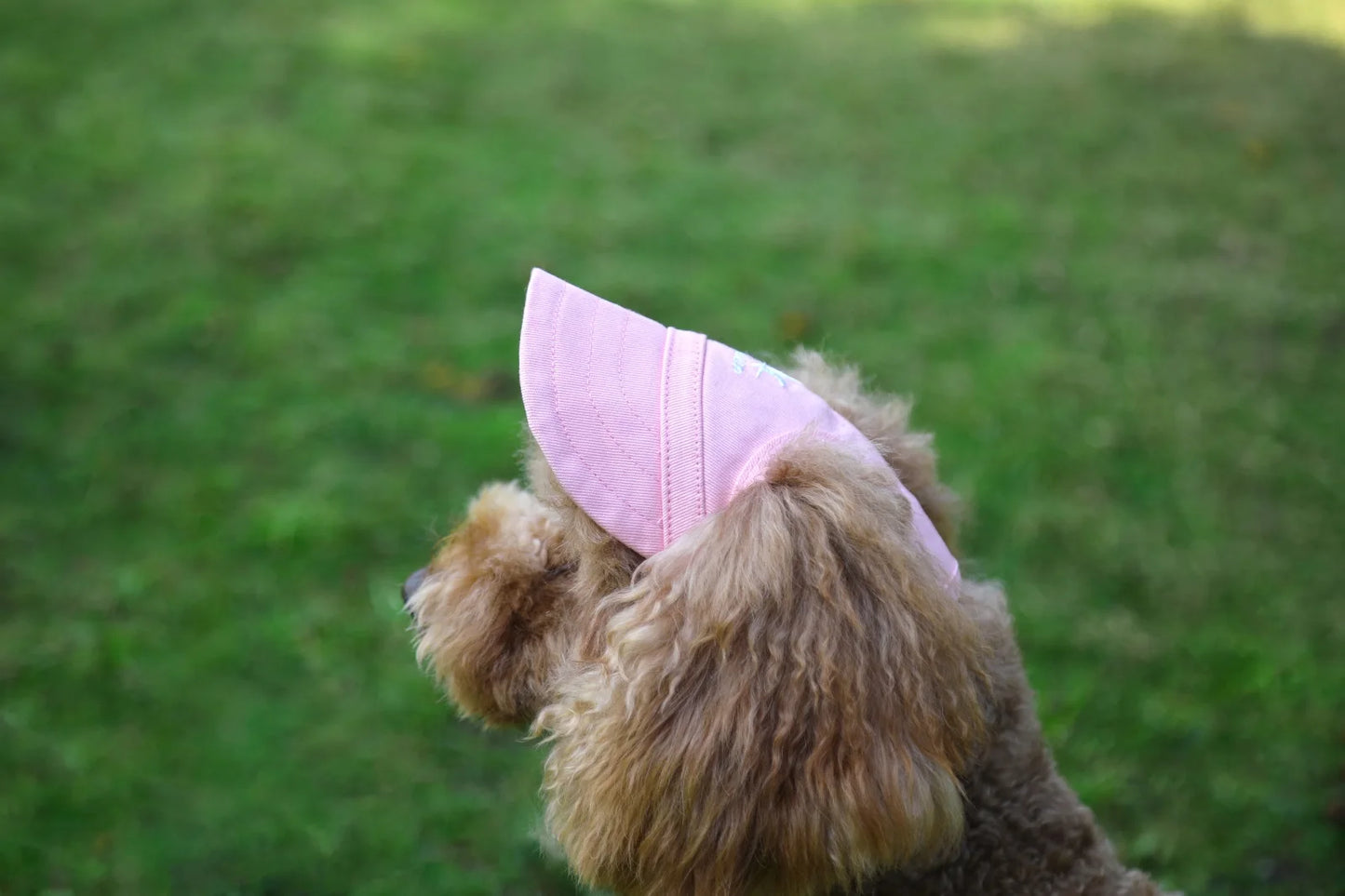 Sporty Dog Sun Cap
