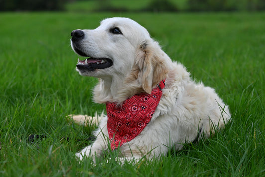 Happy Pets, Happier Homes: Pet Essentials at Naqvi
