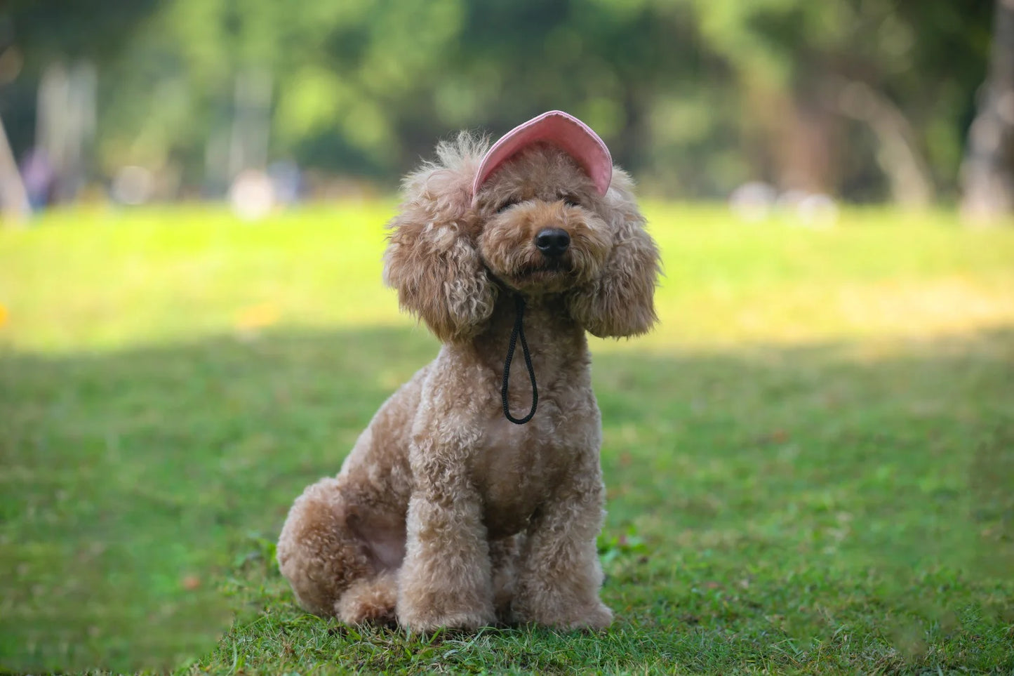Sporty Dog Sun Cap
